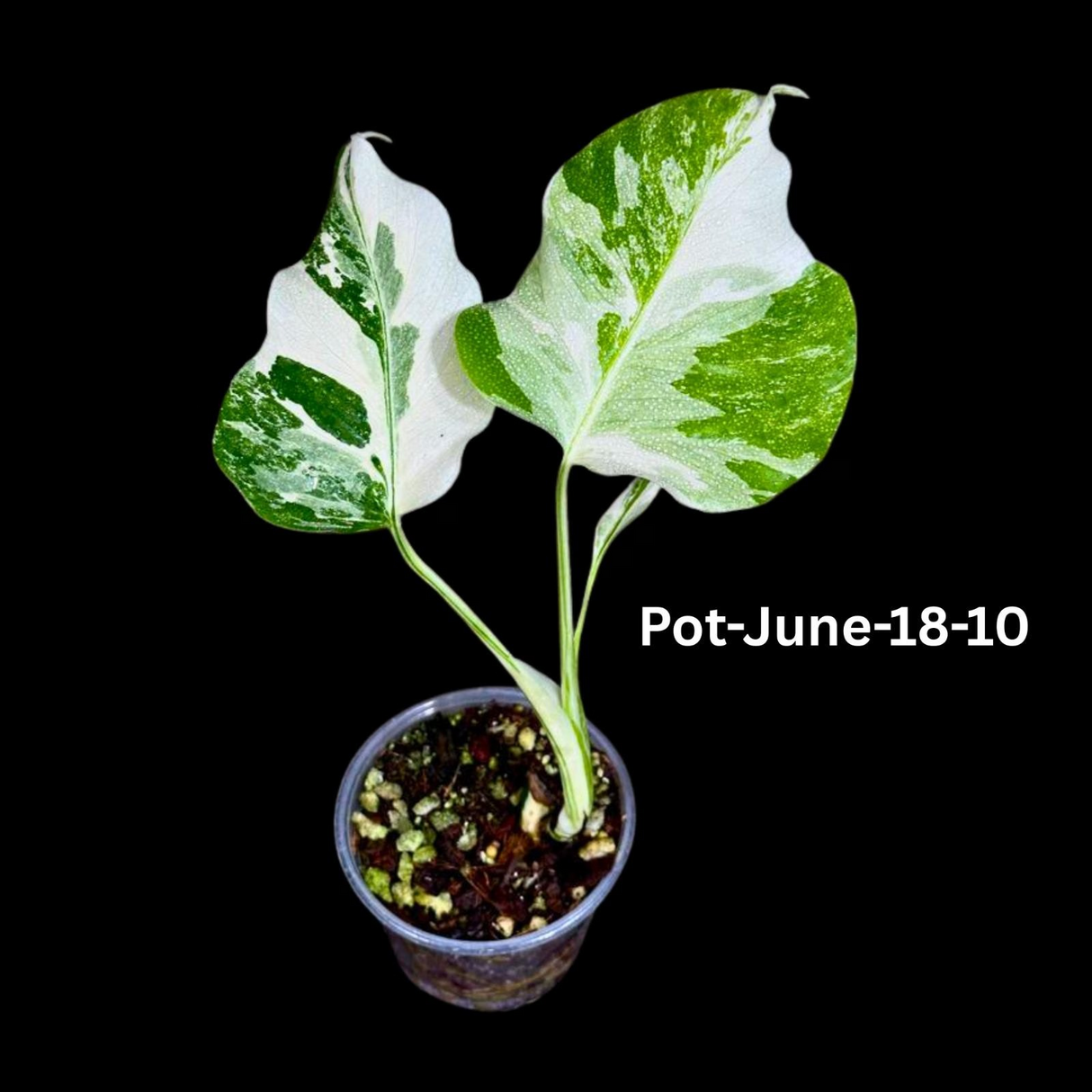 Monstera Albo - Rare Variegated Monstera Borsigiana Albo - Rare Collector Plant - White Monstera Albo Pots - USA seller