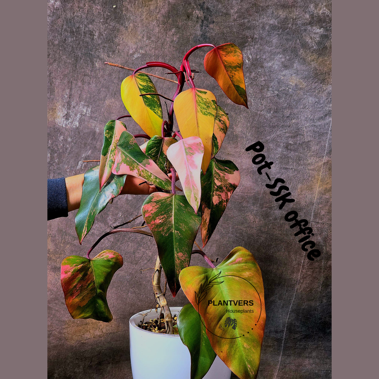 Philodendron Strawberry Shake High Variegated Live Plant - EXACT Same Plant - US Seller