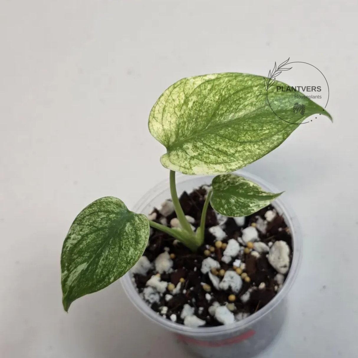 Super Rare Monstera Deliciosa Mint Live Plant - Tropical Plants - Stunning Variegated EXACT Monstera Plant - Collector's Aroid - US Seller