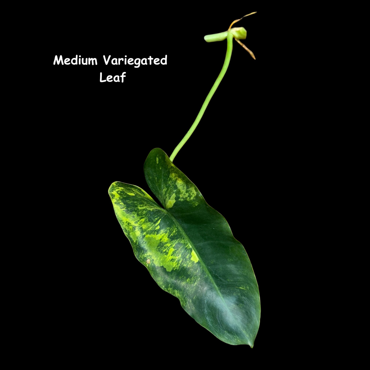 Variegated Burle Marx Philodendron Cuttings- Indoor & Outdoor Live Tropical House plant - US Seller