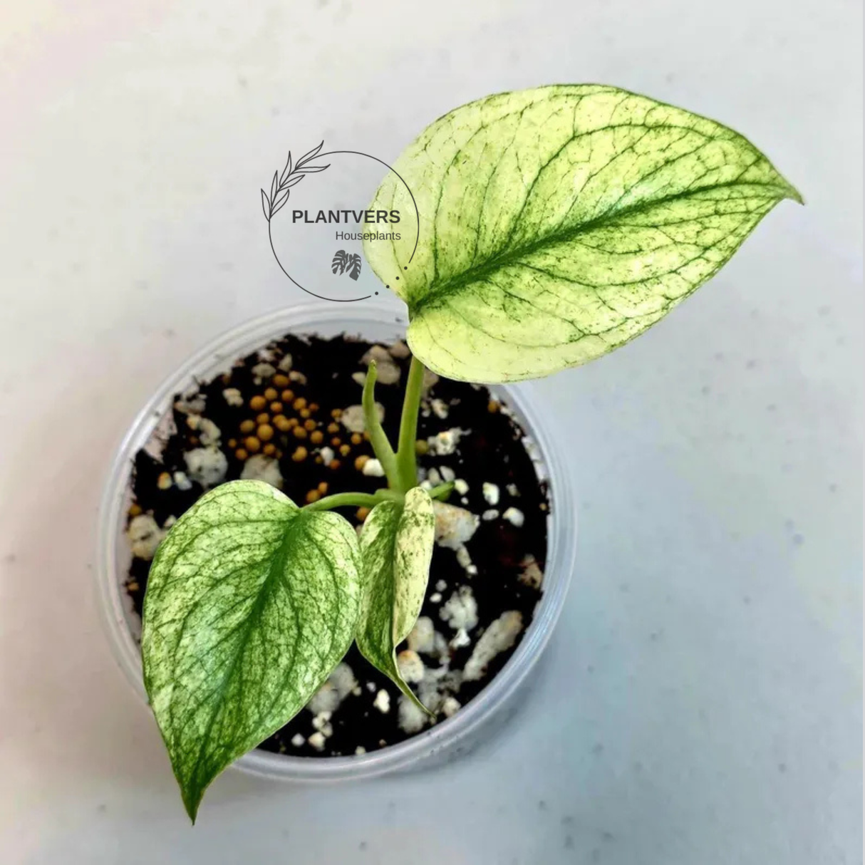 Super Rare Monstera Deliciosa Mint Live Plant - Tropical Plants - Stunning Variegated EXACT Monstera Plant - Collector's Aroid - US Seller