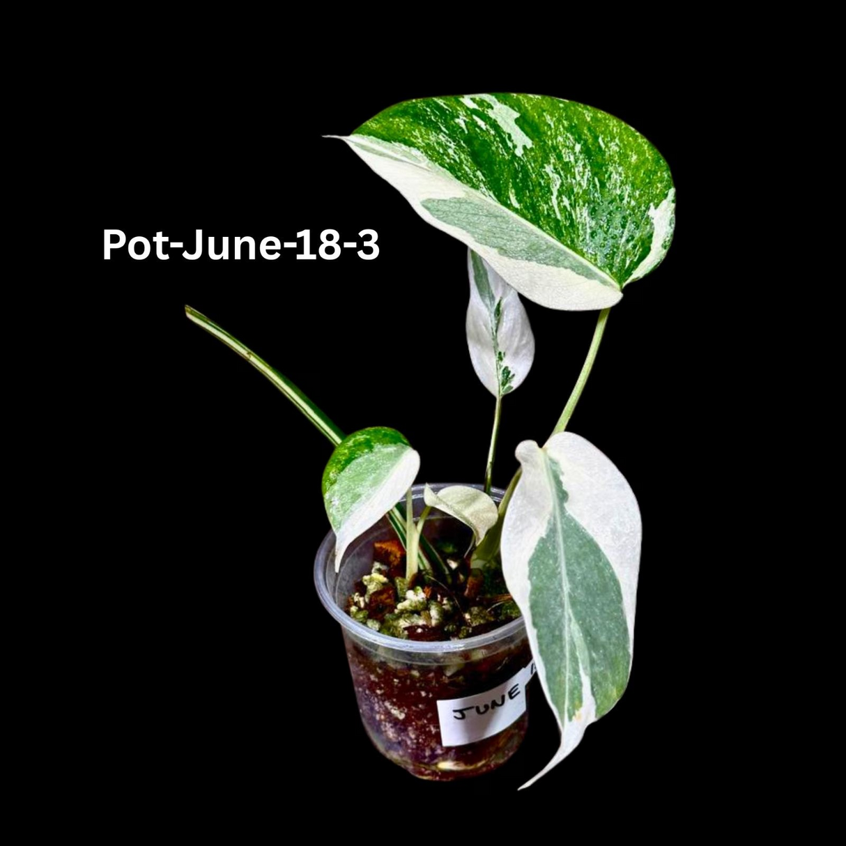 Monstera Albo - Rare Variegated Monstera Borsigiana Albo - Rare Collector Plant - White Monstera Albo Pots - USA seller