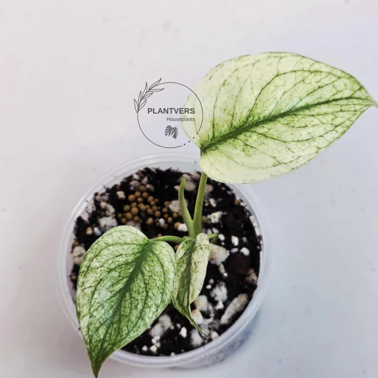 Super Rare Monstera Deliciosa Mint Live Plant - Tropical Plants - Stunning Variegated EXACT Monstera Plant - Collector's Aroid - US Seller