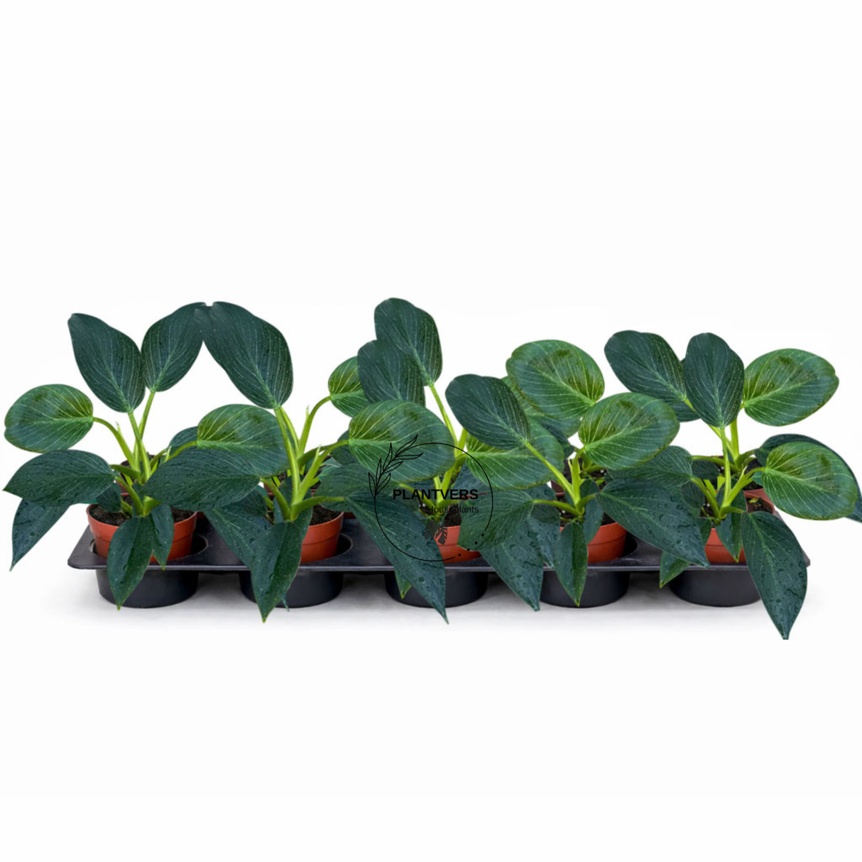 4" Variegated Philodendron Birkin ( Wholesale Indoor Plant Case of 10 Pots)