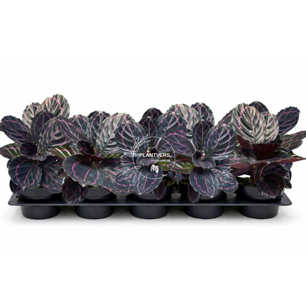 4β Calathea Roseopicta Dottie (Wholesale Indoor Plant Case of 10 Pots)
