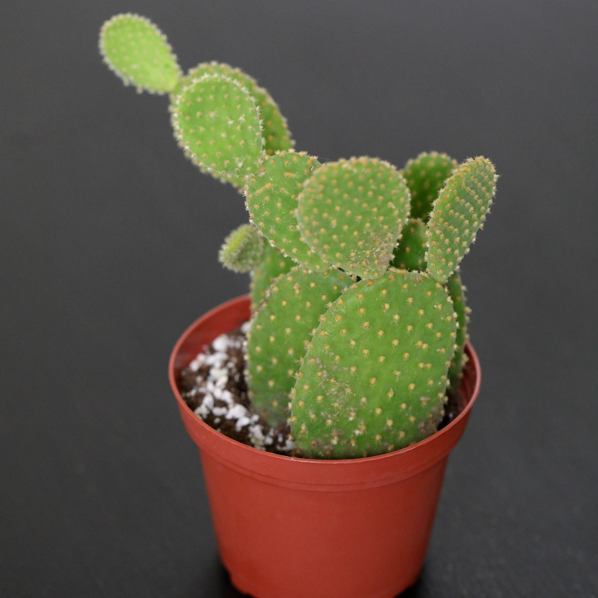 Bunny Ear Cactus - Mini Opuntia Microdasys Succulent Plant - Low Maintenance Indoor Cacti - Cactus Plant - Indoor Succulent