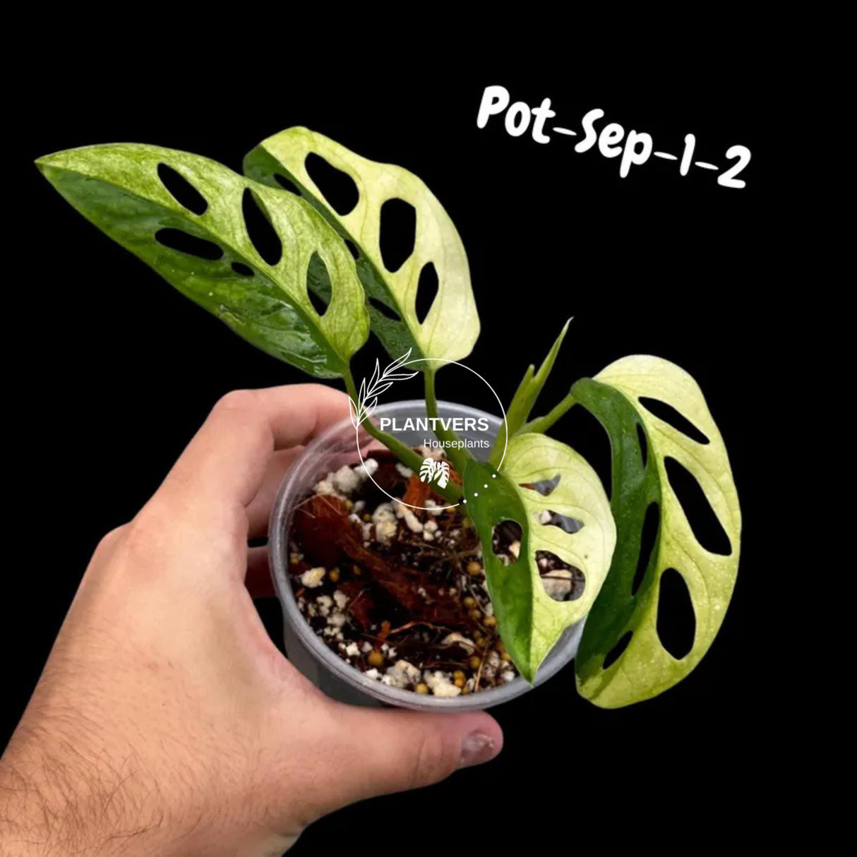 Variegated Monstera Adansonii Albo Plant Live - Rare Swiss Cheese EXACT Same Plant - Half-Moon Leaf - US Seller