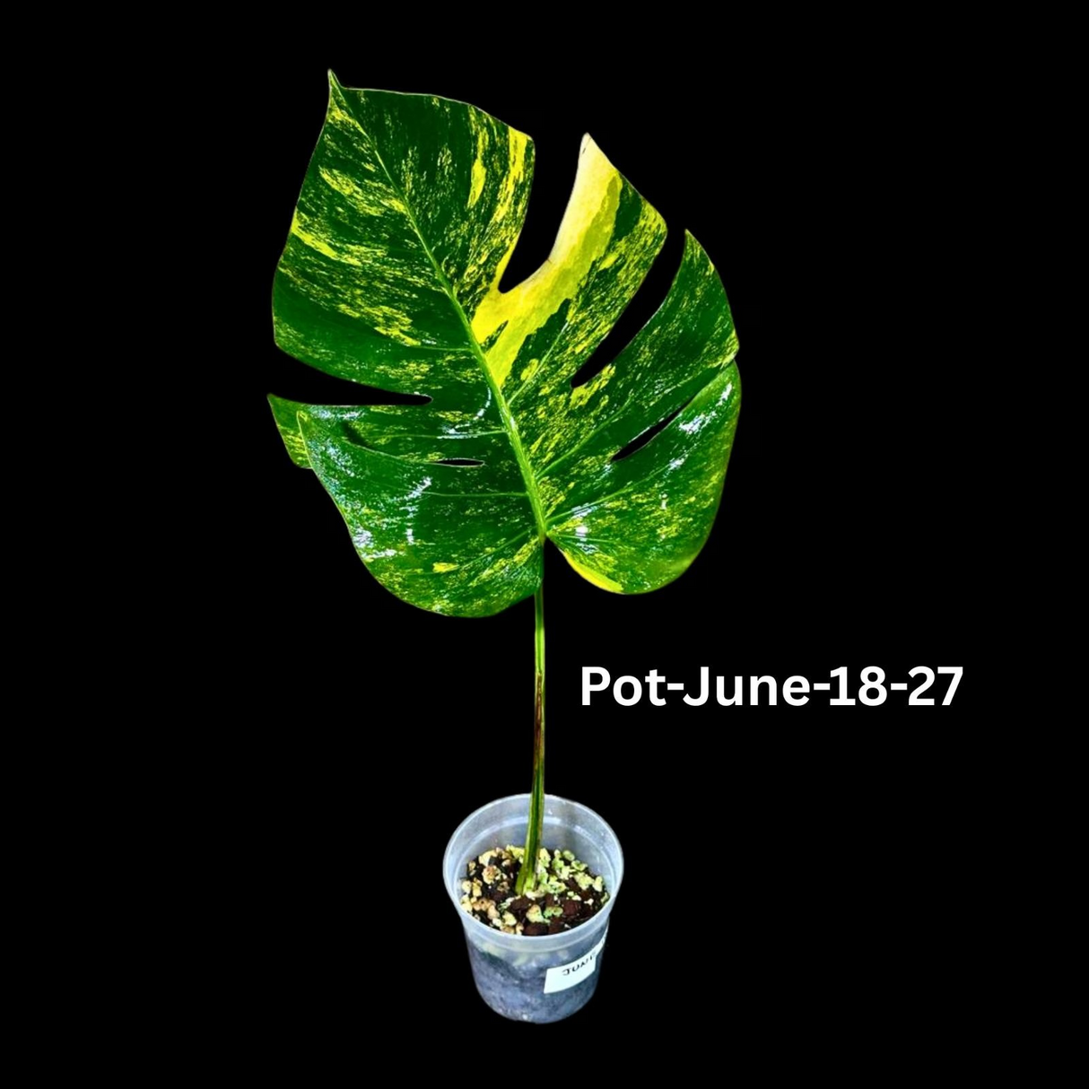 Variegated Monstera Borsigiana Aurea EXACT Plant - Monstera Aurea Variegata Pot - Monstera Marmota - SAME Plant as images - US Seller