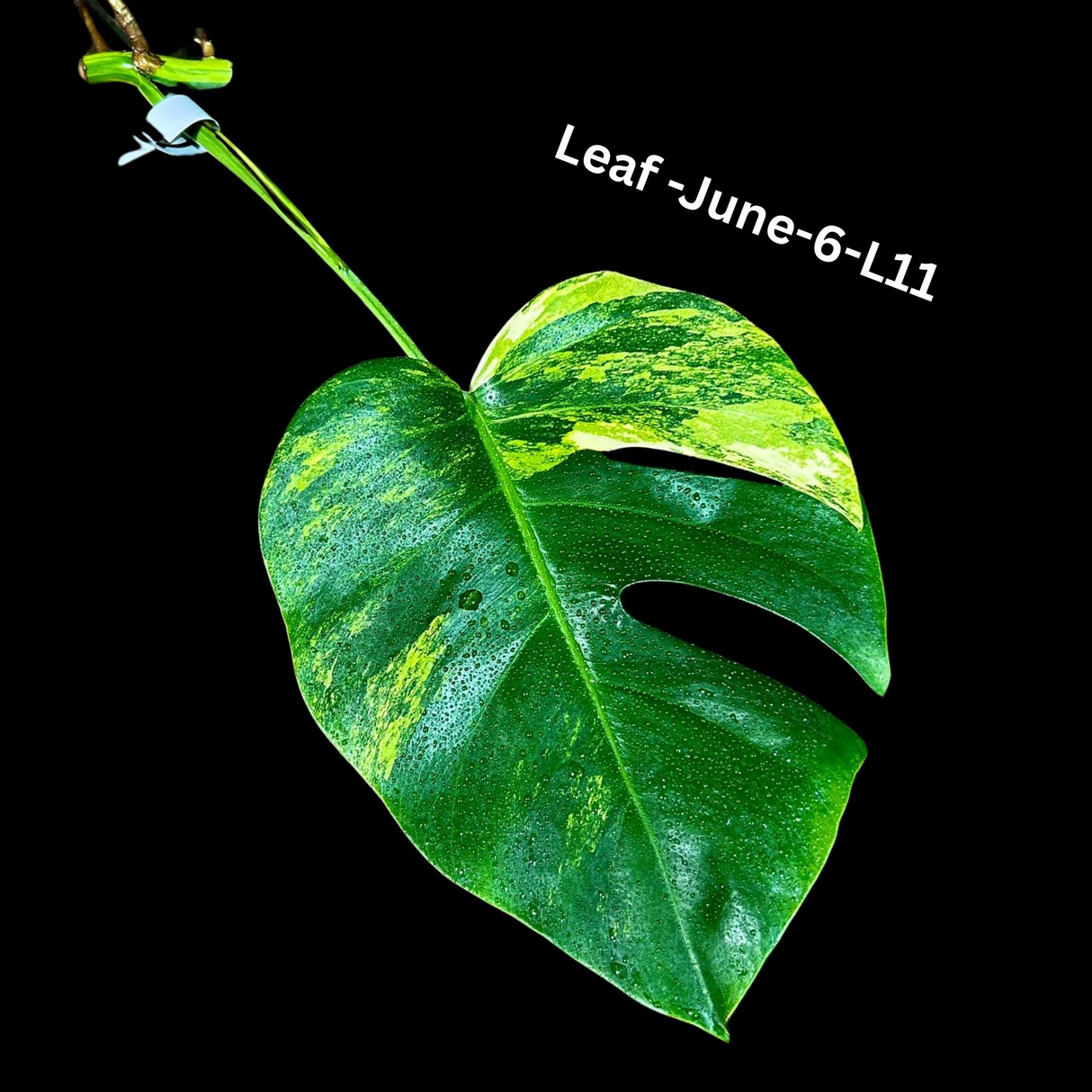 Monstera Borsigiana Aurea Variegated Cutting - Monstera Aurea Variegata - Monstera Marmota Cuts - Exact Same Cut - US Seller