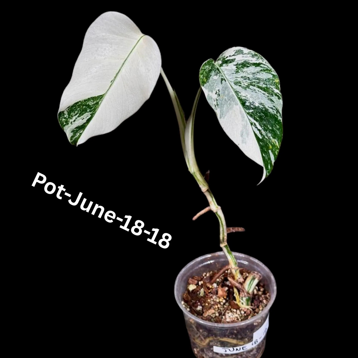 Monstera Albo - Rare Variegated Monstera Borsigiana Albo - Rare Collector Plant - White Monstera Albo Cuts - EXACT Cut or Plant - USA seller