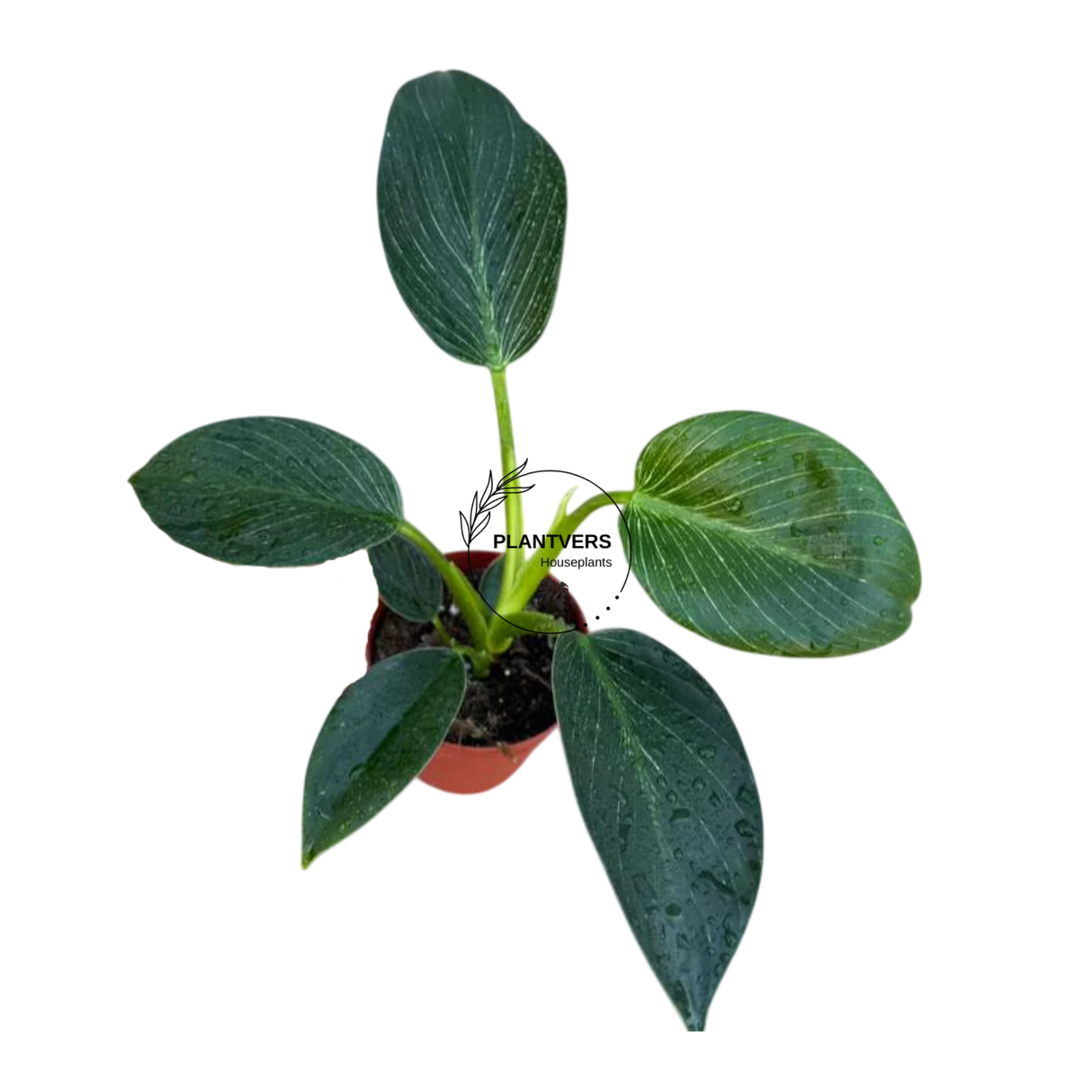 4" Variegated Philodendron Birkin ( Wholesale Indoor Plant Case of 10 Pots)