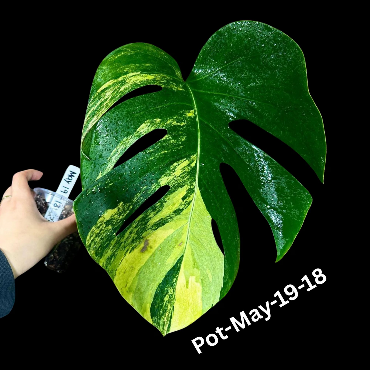 Variegated Monstera Borsigiana Aurea EXACT Plant - Monstera Aurea Variegata Pot - Monstera Marmota - SAME Plant as images - US Seller