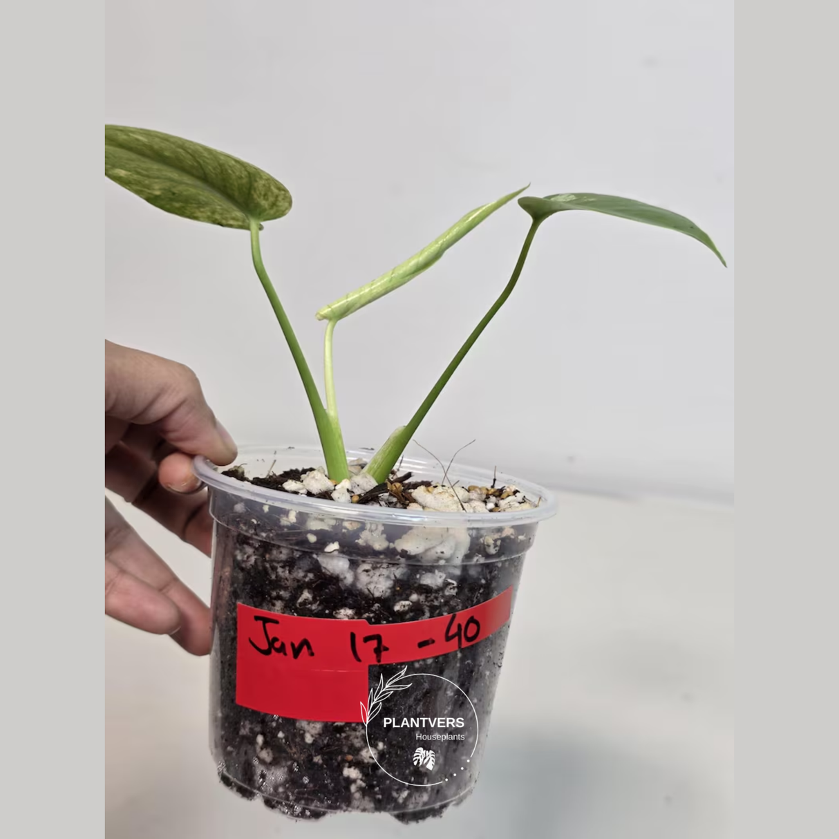 Super Rare Monstera Deliciosa Mint Live Plant - Tropical Plants - Stunning Variegated EXACT Monstera Plant - Collector's Aroid - US Seller