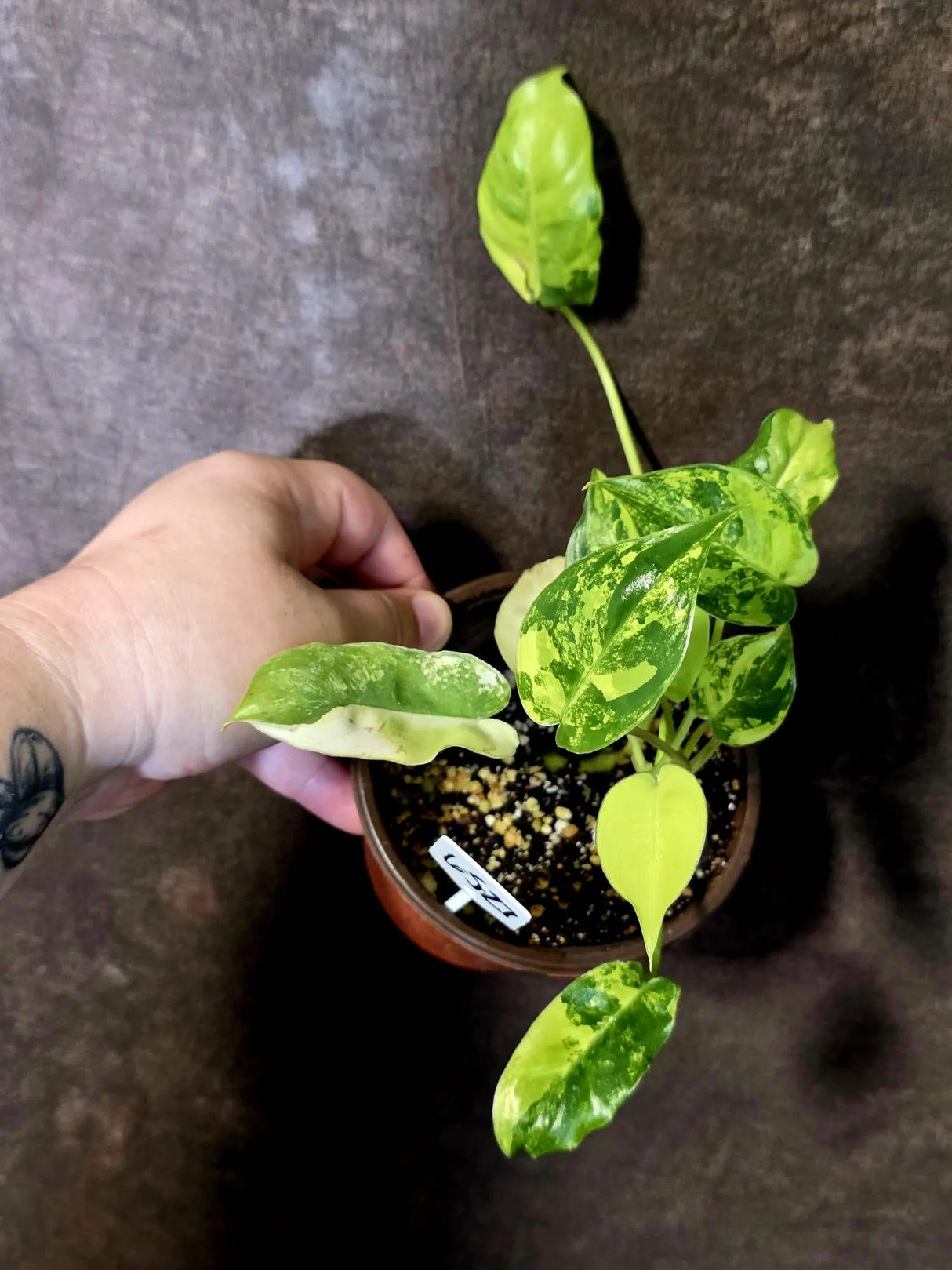 Variegated Burle Marx Philodendron - EXACT Plant - US Seller - (6-5-27)