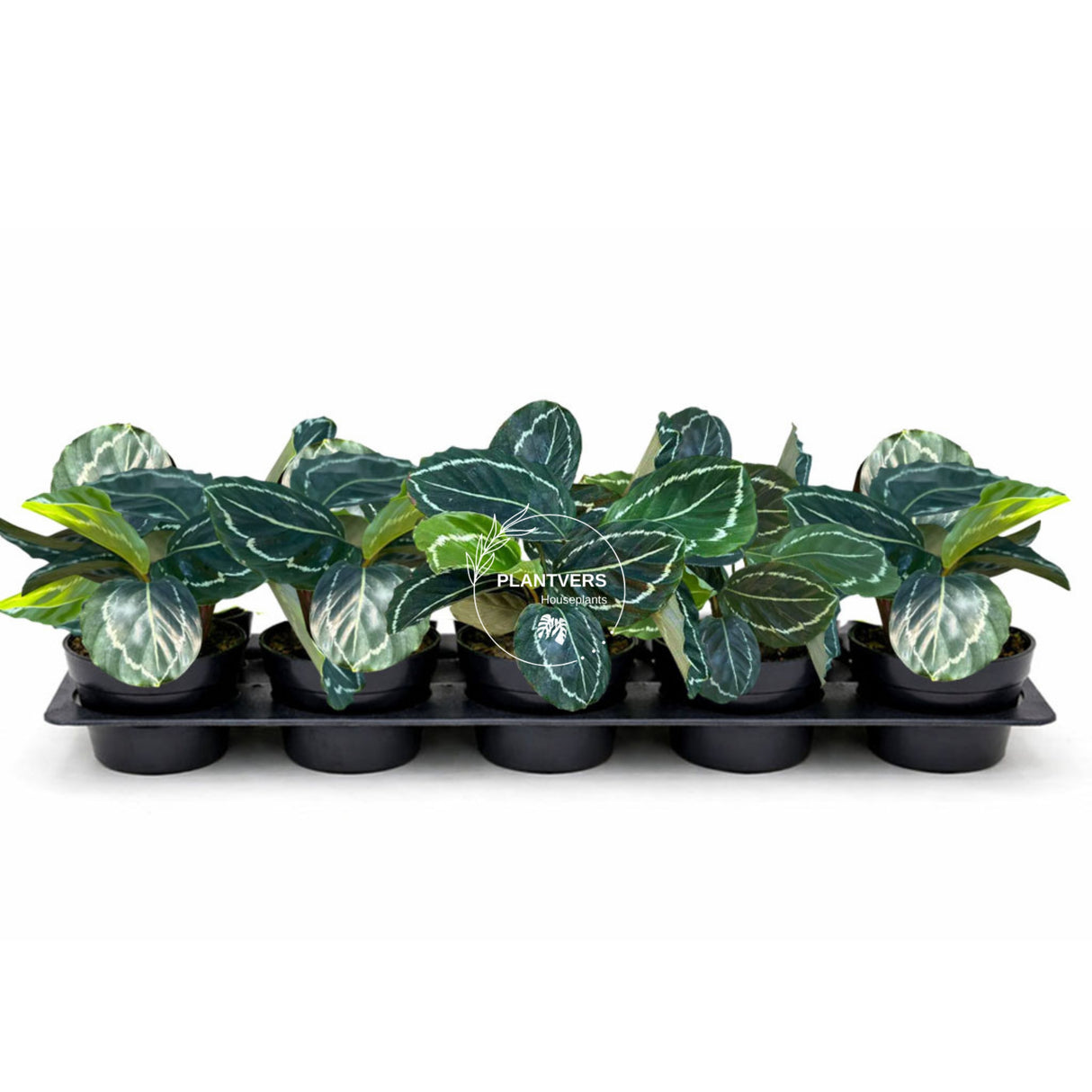 4β Calathea Green Lipstick (Wholesale Indoor Plant Case of 10 Pots)