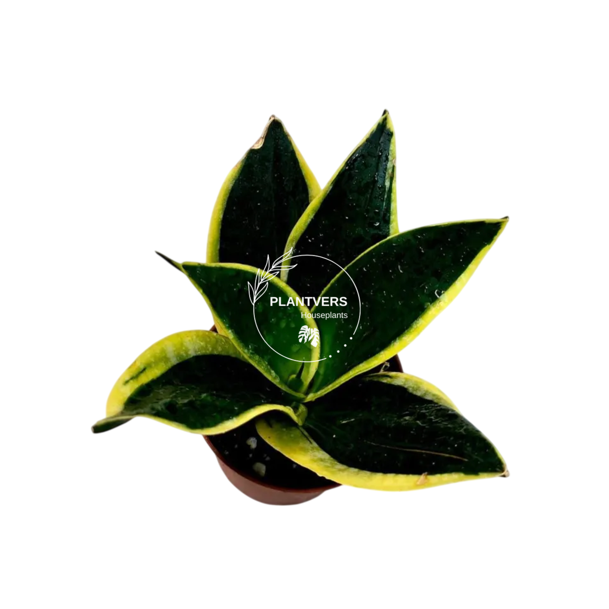 4β Sansevieria Black Gold ( Wholesale Indoor Plant Case of 10 Pots)