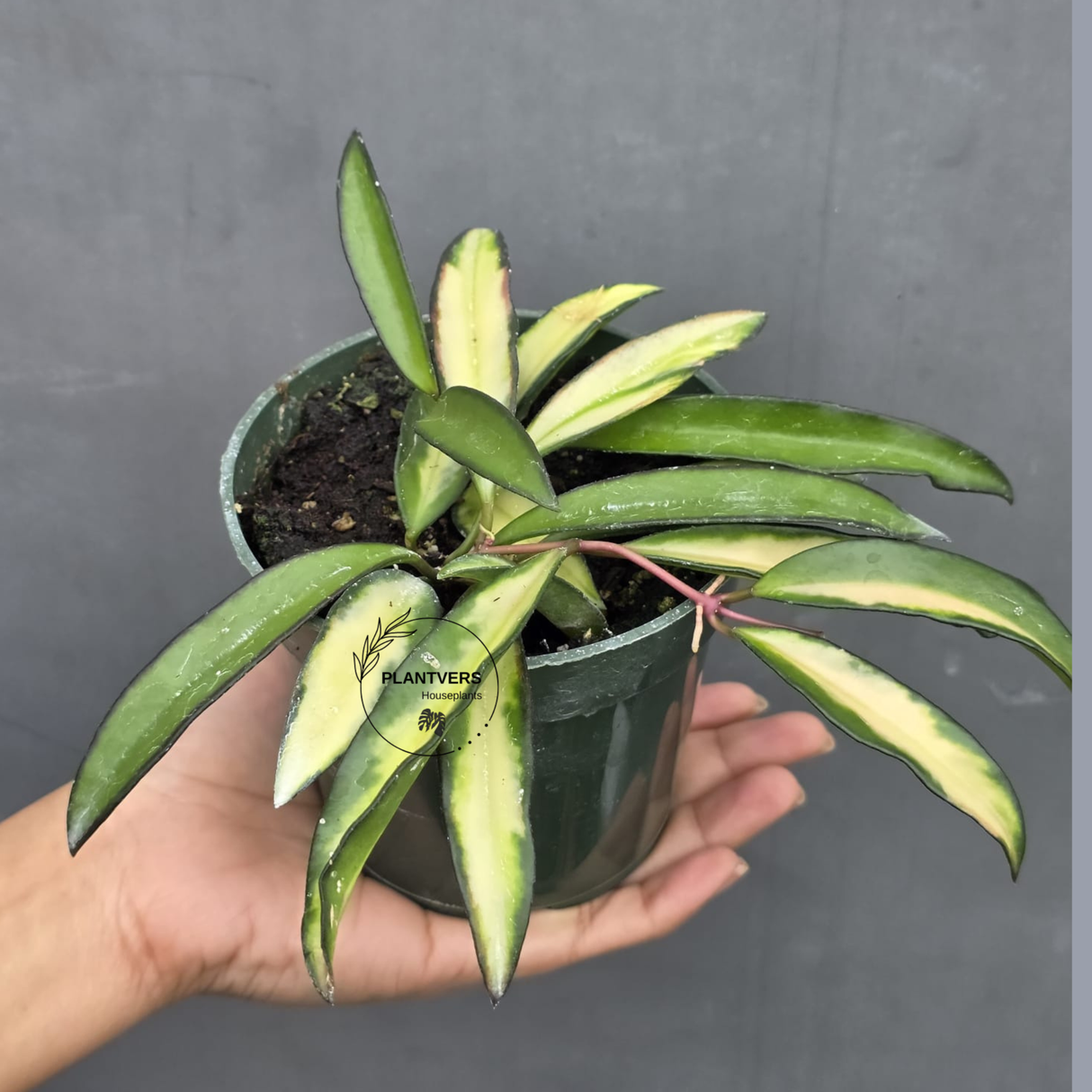 Hoya Wayetii Variegated in 3” Nursery Pot - Rare Variegated Hoya Plant - Wax Plant Indoor Hanging Vine - Easy Care Houseplant