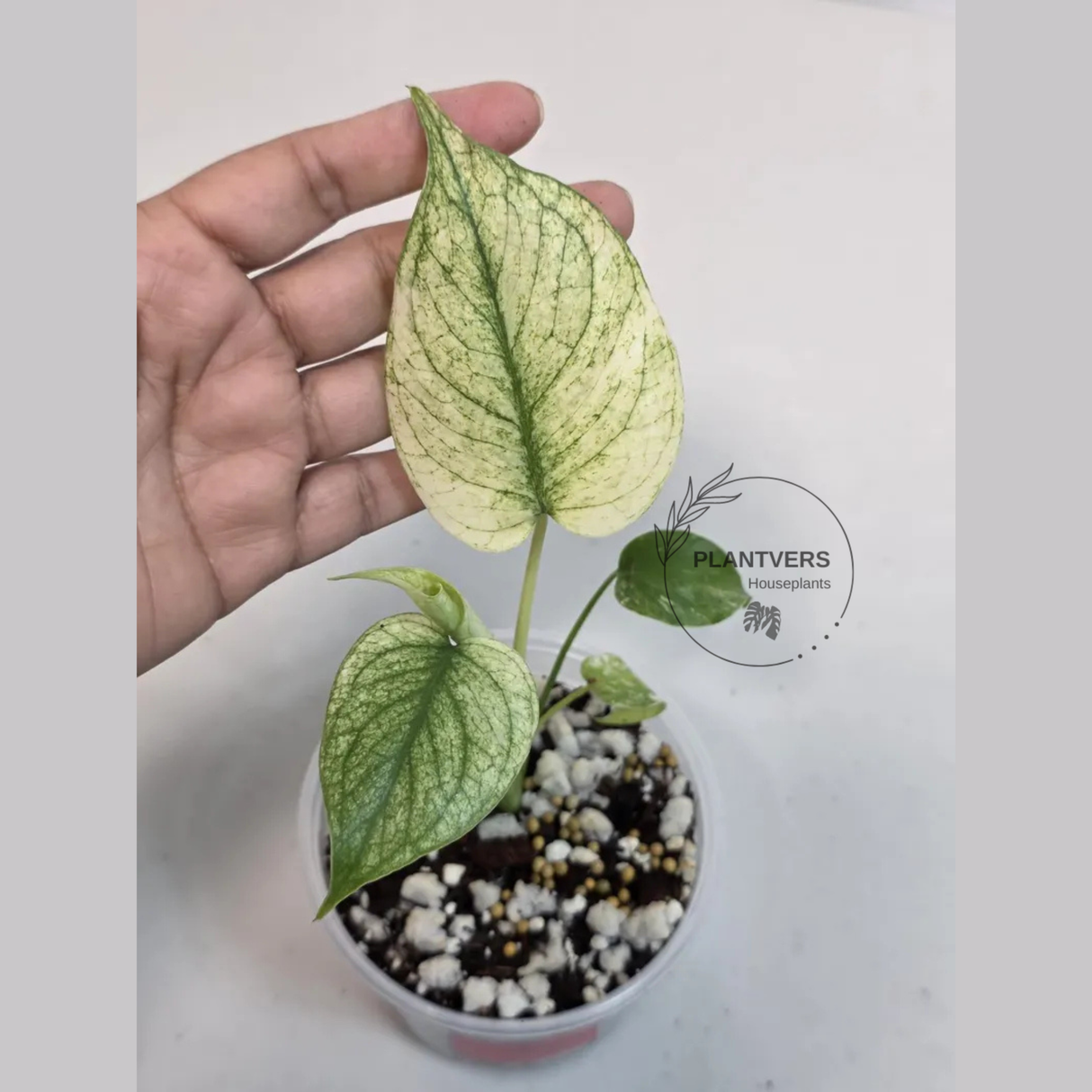 Super Rare Monstera Deliciosa Mint Live Plant - Tropical Plants - Stunning Variegated EXACT Monstera Plant - Collector's Aroid - US Seller