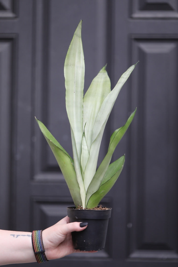 Sansevieria Masoniana in a 4" Nursery Pot | Moonshine Snake Plant | Air Purifying | Low Light Houseplants | Cat Safe Plant