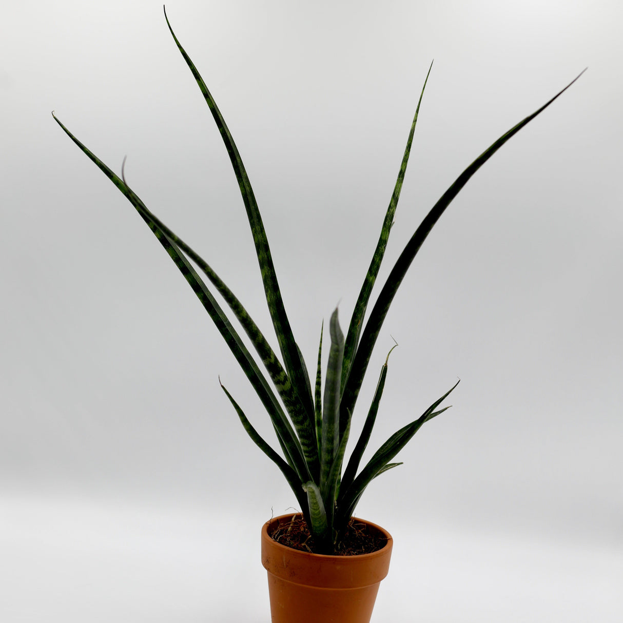 Rare Fernwood Mikado Snake Plant in 4” pot - Indoor Easy Care Low Maintenance Houseplant