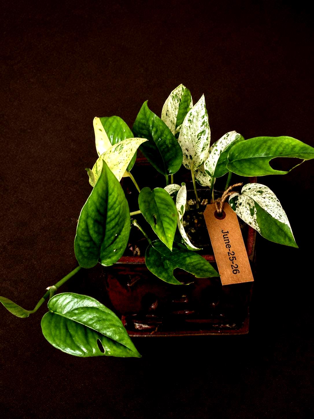 Epipremnum Pinnatum Albo Variegated - Climbing Aroid - (June-25-26)