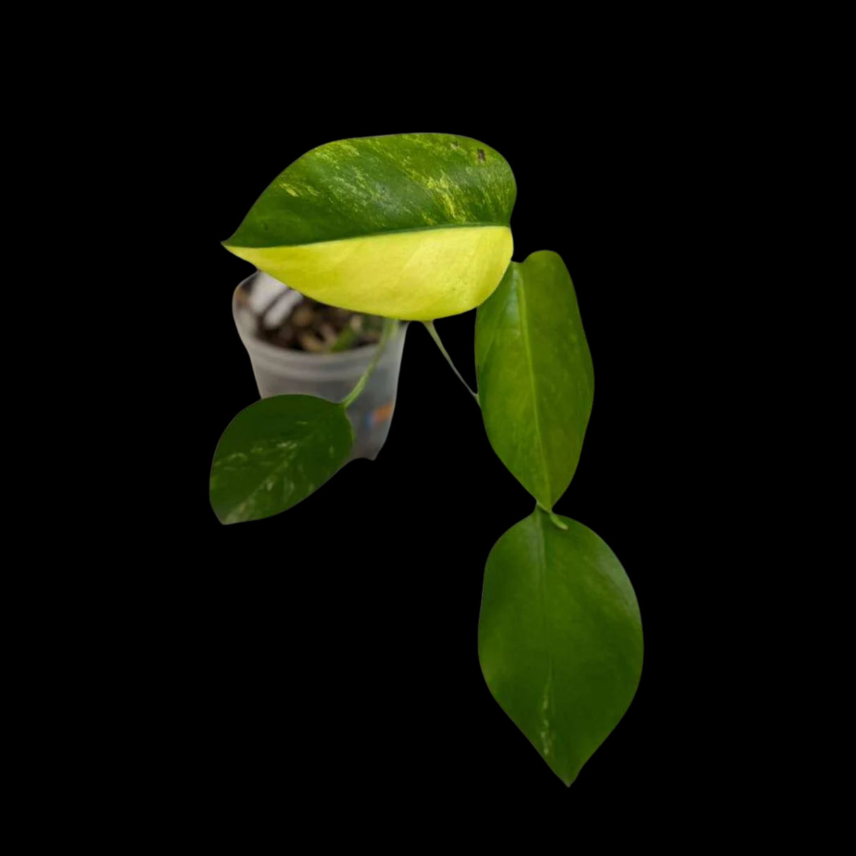 Monstera Aurea Variegated Borsigiana in a Nursery Pot