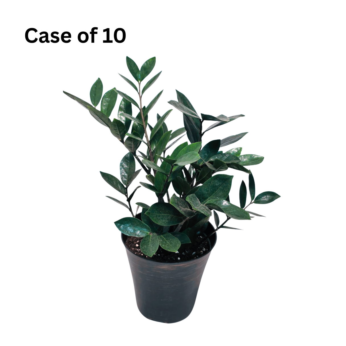 Green ZZ Plants 6" Zamioculcas Zamiifolia - Bulk Case of 10
