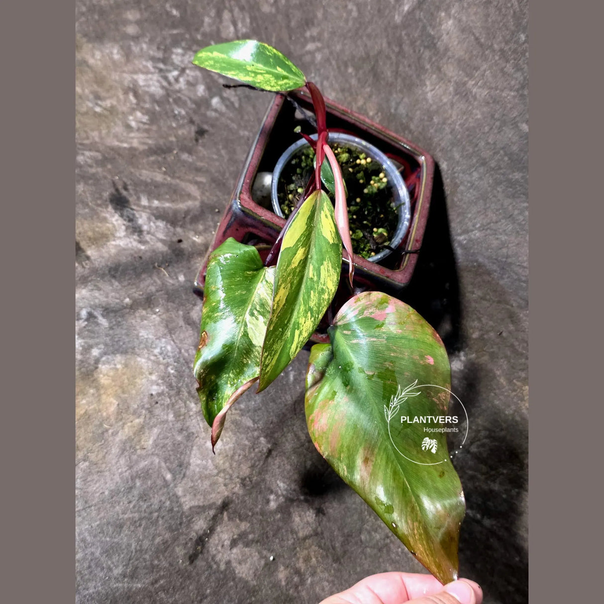 Variegated Philodendron Strawberry Shake Live Plant - (June-25-18)