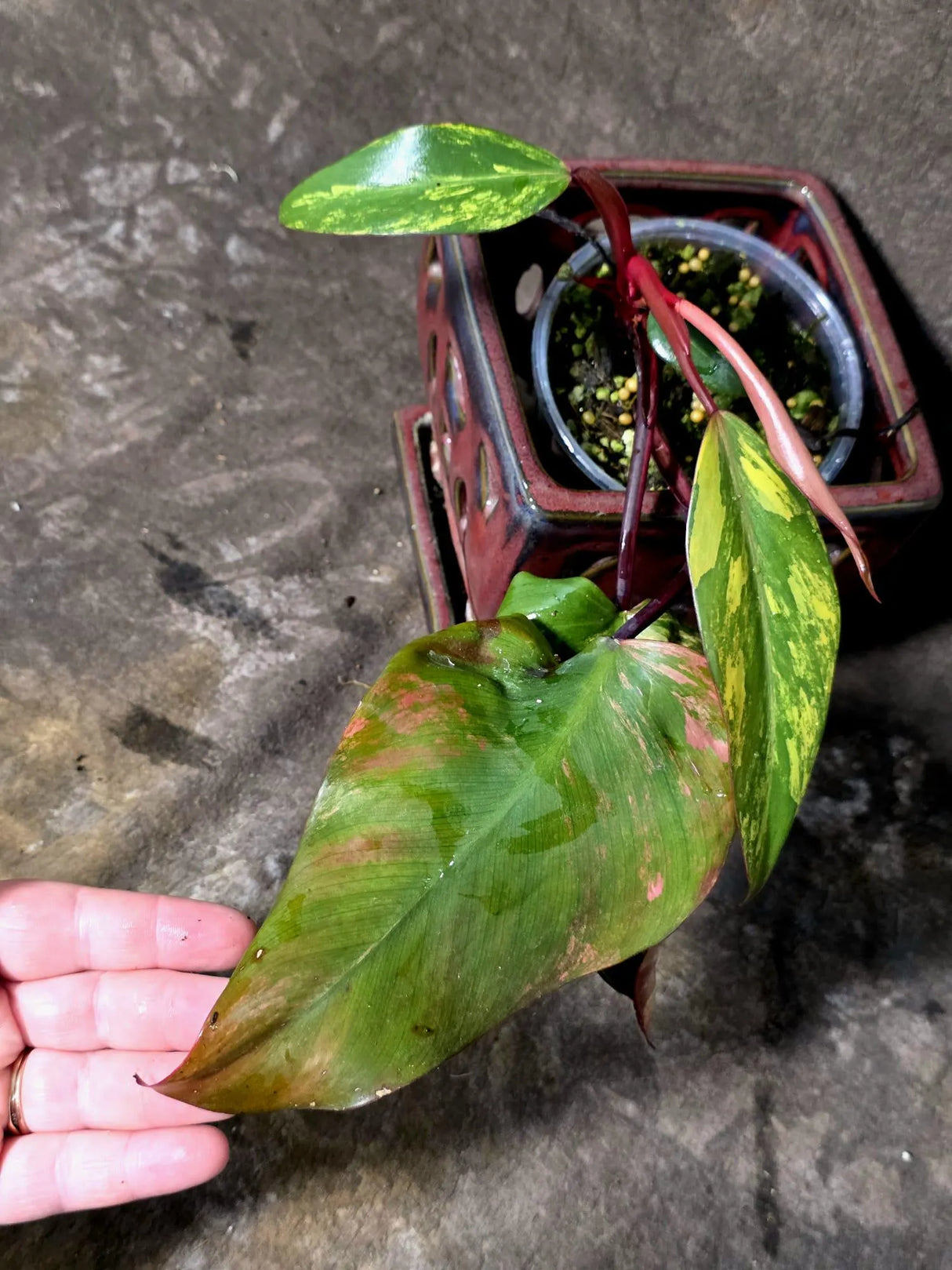 Variegated Philodendron Strawberry Shake Live Plant - (June-25-18)