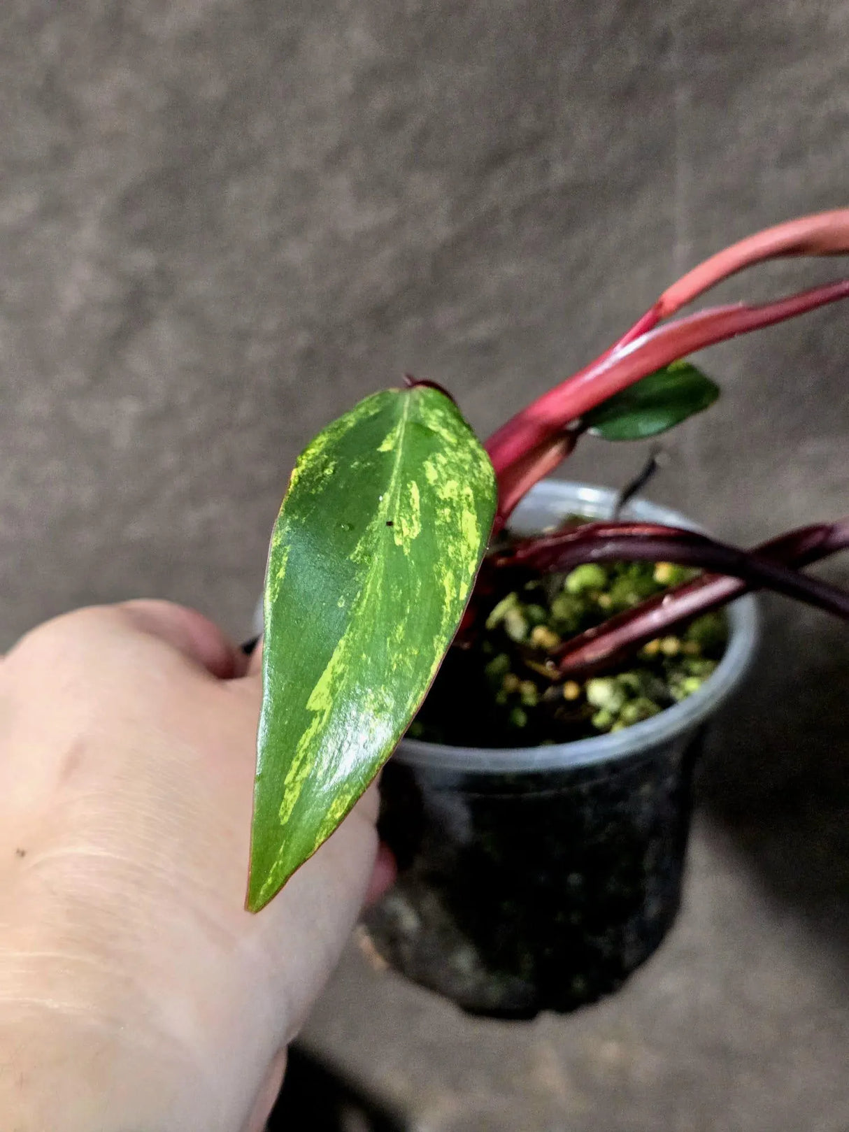 Variegated Philodendron Strawberry Shake Live Plant - (June-25-18)