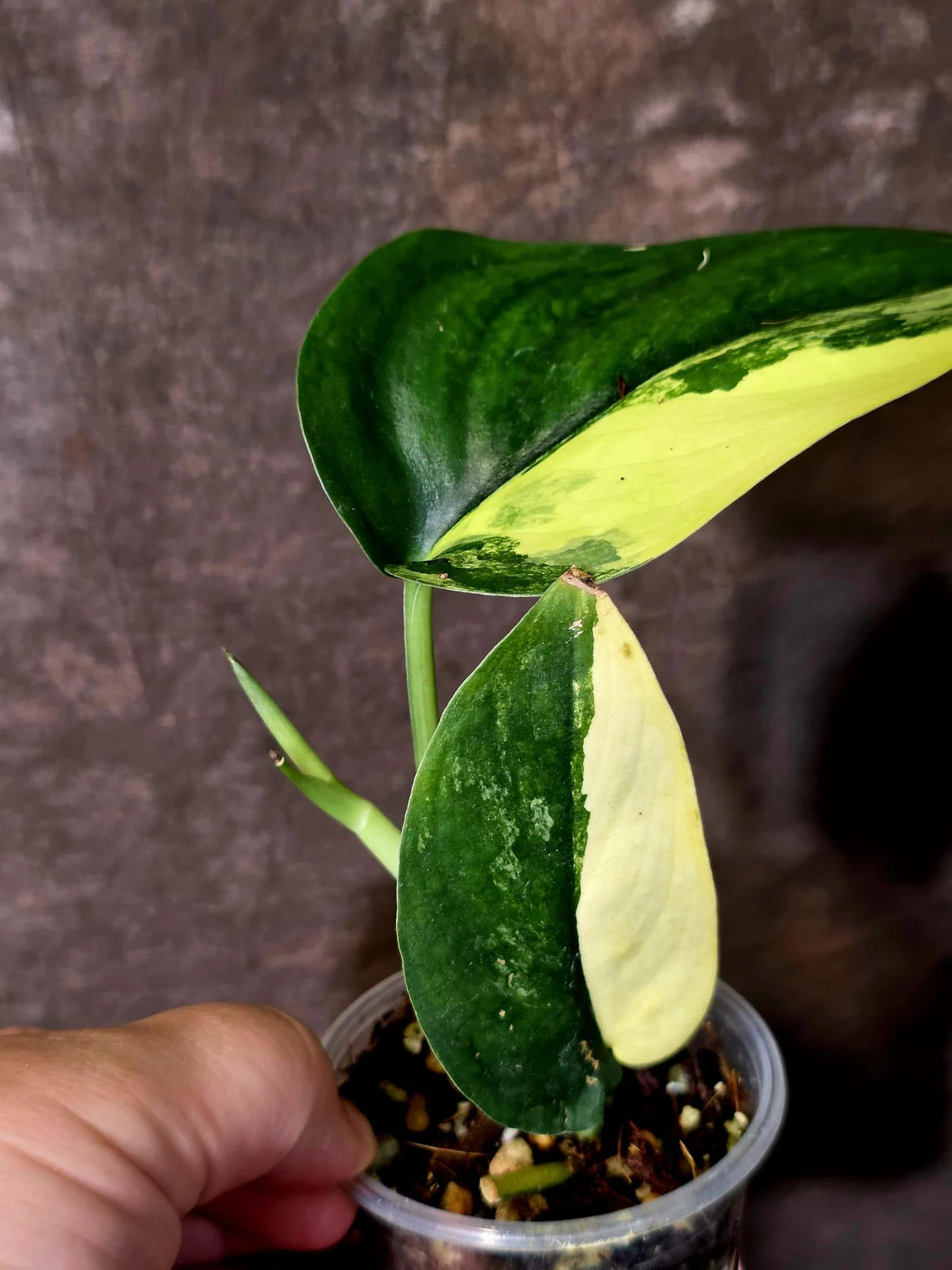 Scindapsus Jade Satin Variegated - Rare Tropical Plant - EXACT Plant - (June-09-32)