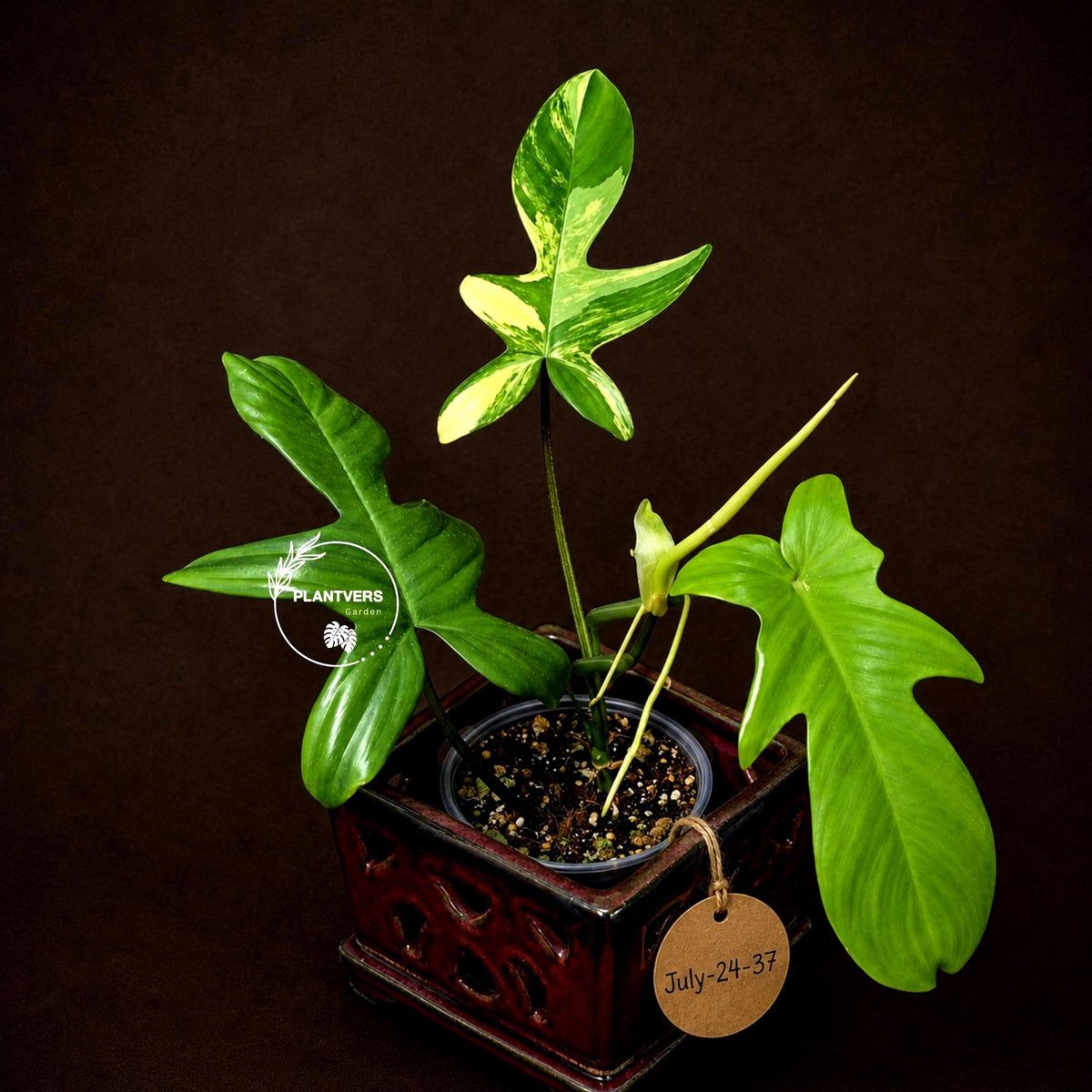 Variegated Philodendron Florida Beauty Live Plant - Rare Philodendron EXACT Plant