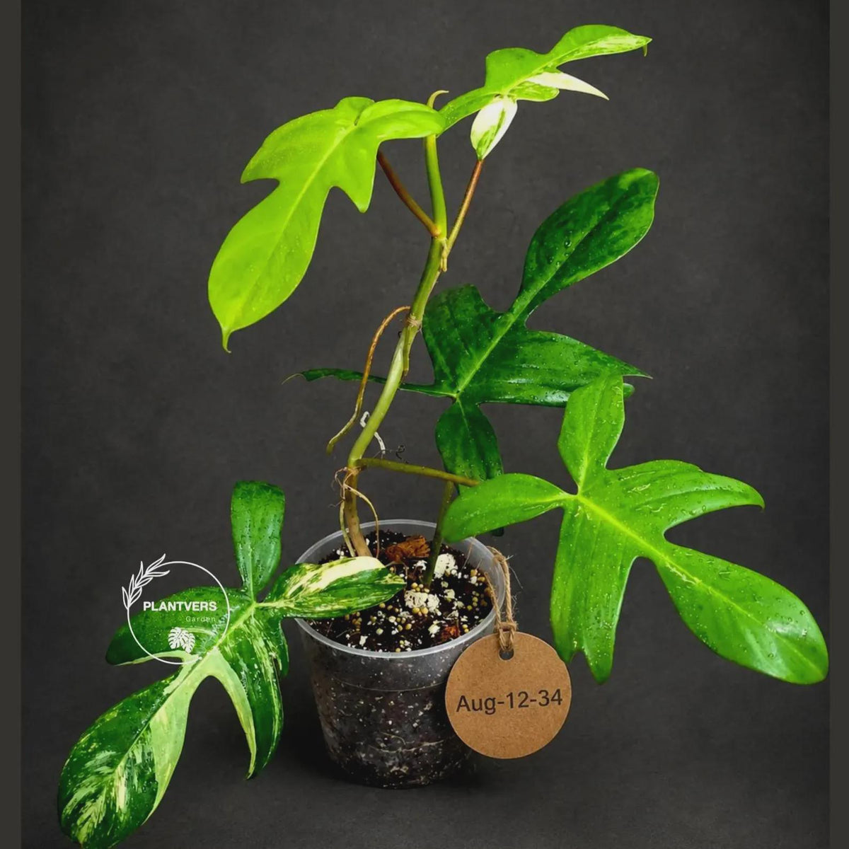 Variegated Philodendron Florida Beauty Live Plant - Rare Philodendron EXACT Plant