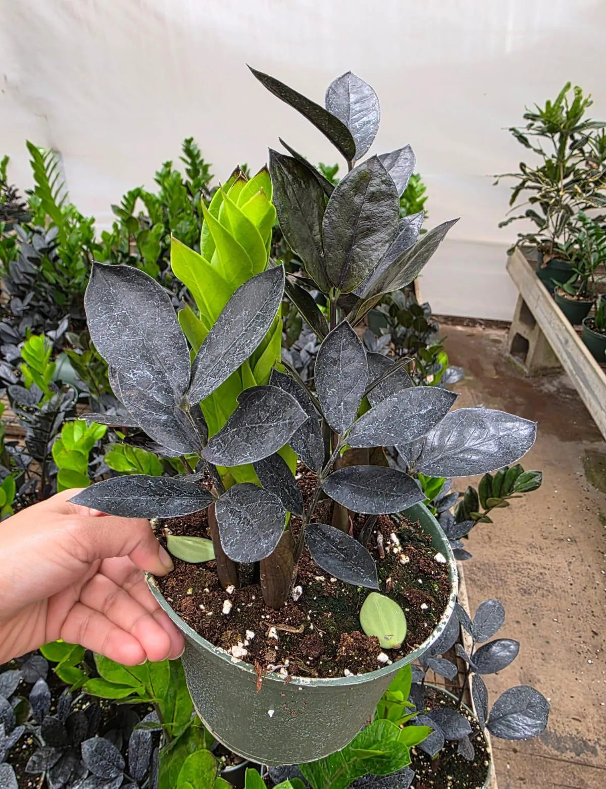 Raven ZZ Plant in 6" Nursery Pot - Zamioculcas Zamiifolia Raven - Black Indoor Plant - Low Light Houseplant - Easy Care Live Plant