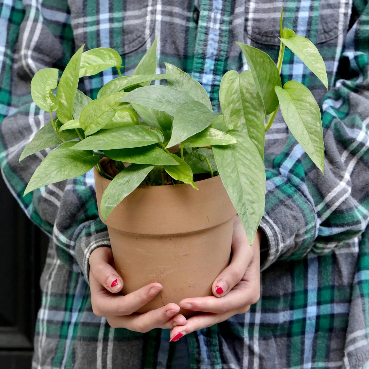 Cebu Blue Pothos in a 3" Nursery Pot | Epipremnum Pinnatum Vining Plant