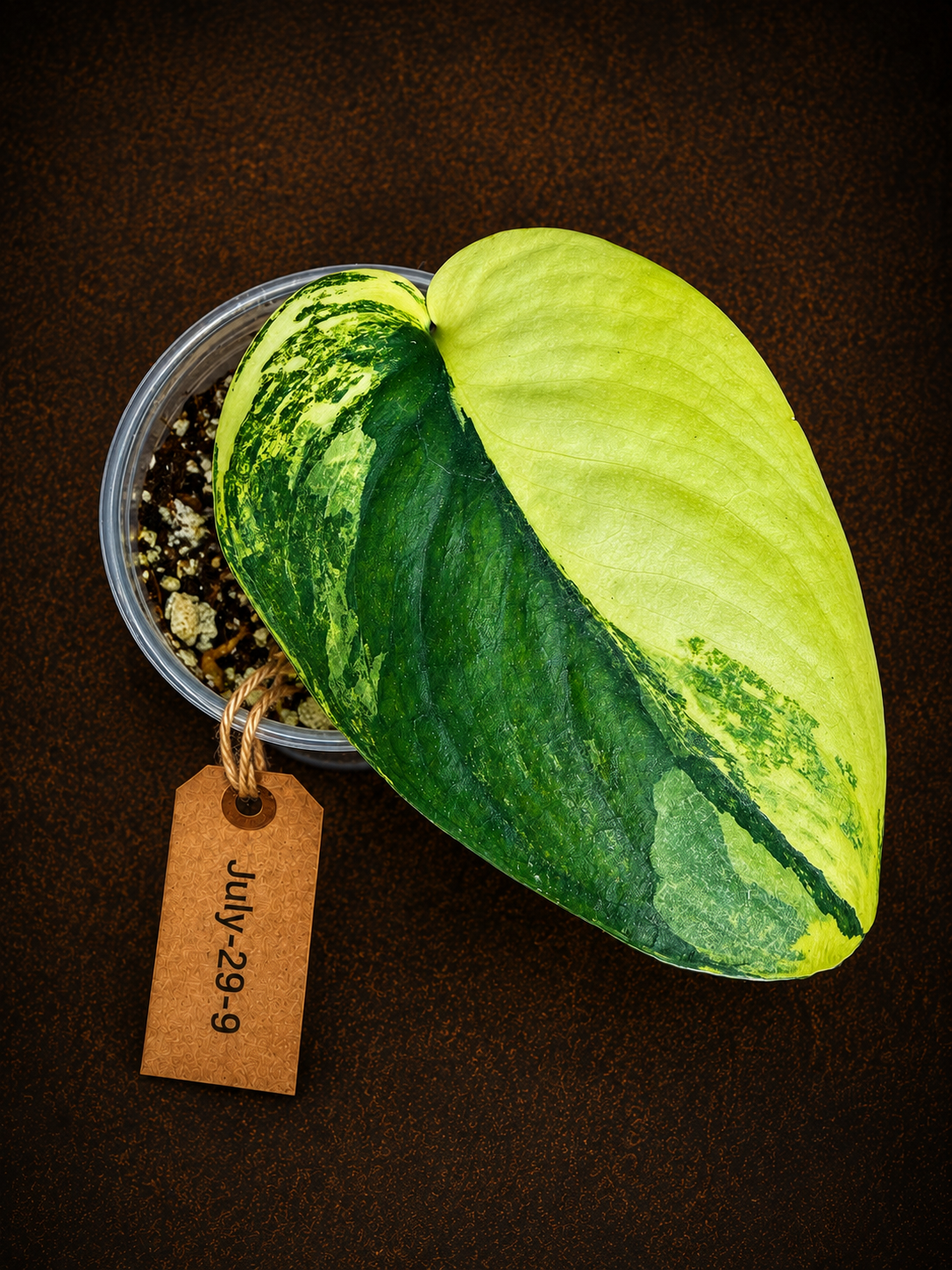 Scindapsus Jade Satin Variegated - Yellow Variegation - (July-29-9)