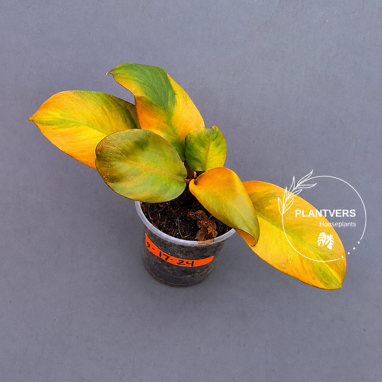 Variegated Black Cardinal Philodendron – Rare Collector Plant (June-17-24)