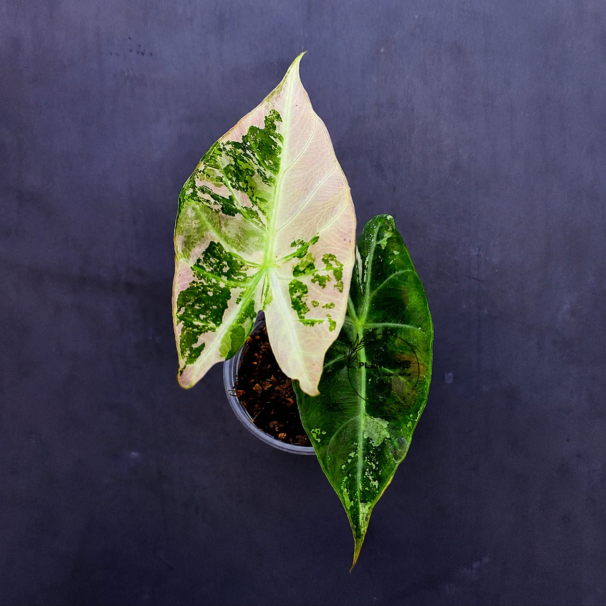 Variegated Alocasia Pink Dragon Albo – Rare Elephant Ear Plant (June-17-15)