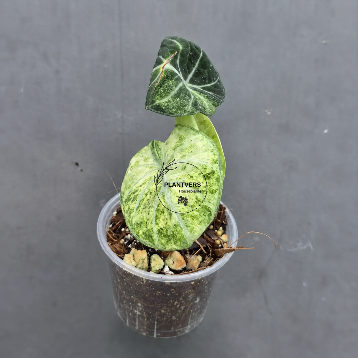 Alocasia Black Velvet Splash Plant - EXACT Plant (June-17-13)
