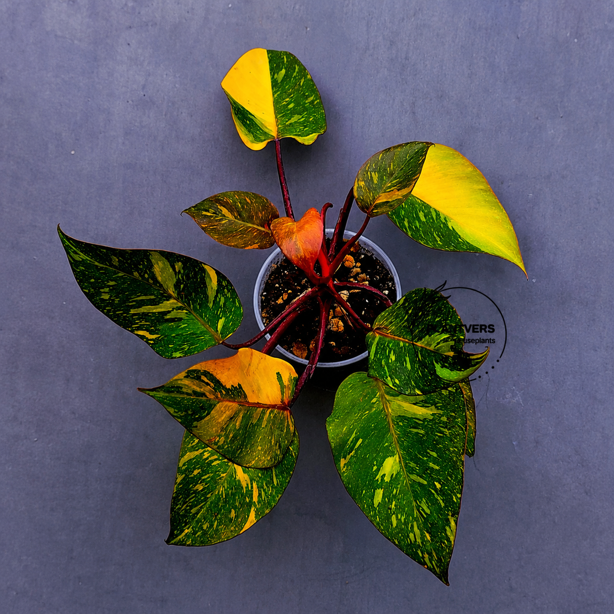 Variegated Philodendron Orange Princess - Rare Exact Plant (June-17-17)