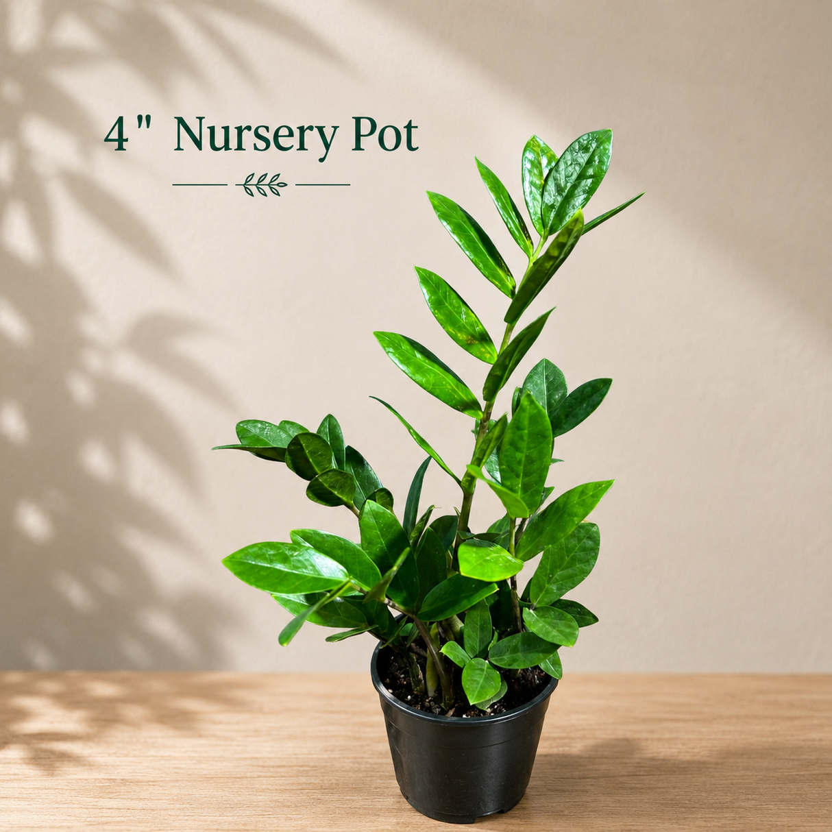 Green Zz Plant - Zamioculcas Zamiifolia Plant in a Pot - Rare Indoor Good Luck Houseplant - Easy Care Gift Plant - Indoor Potted Plant