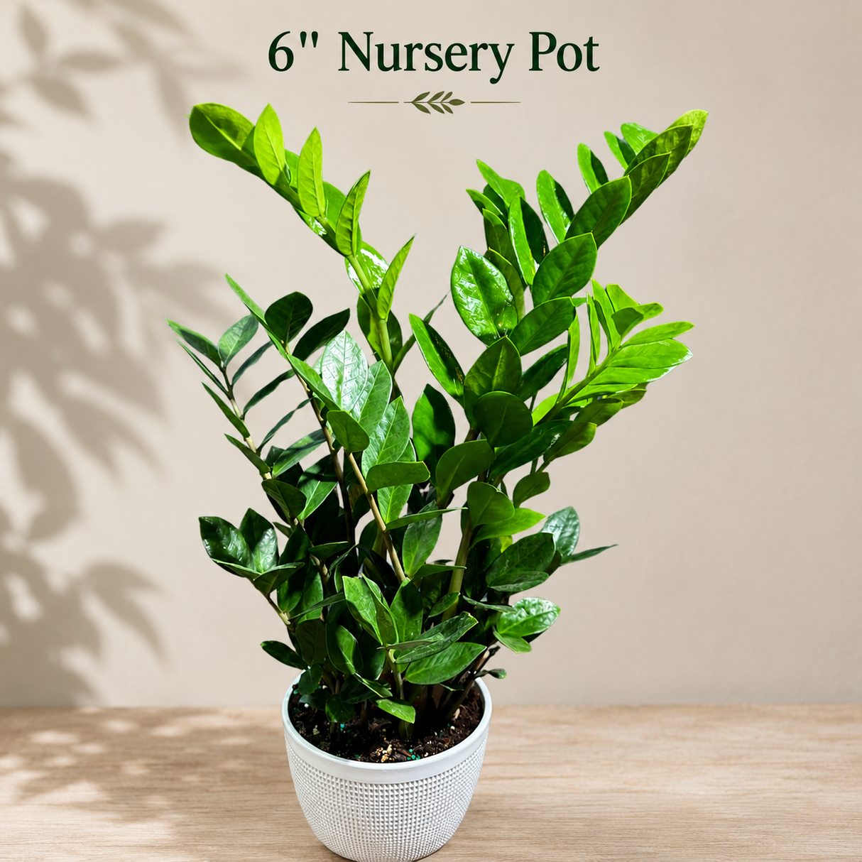 Green Zz Plant - Zamioculcas Zamiifolia Plant in a Pot - Rare Indoor Good Luck Houseplant - Easy Care Gift Plant - Indoor Potted Plant