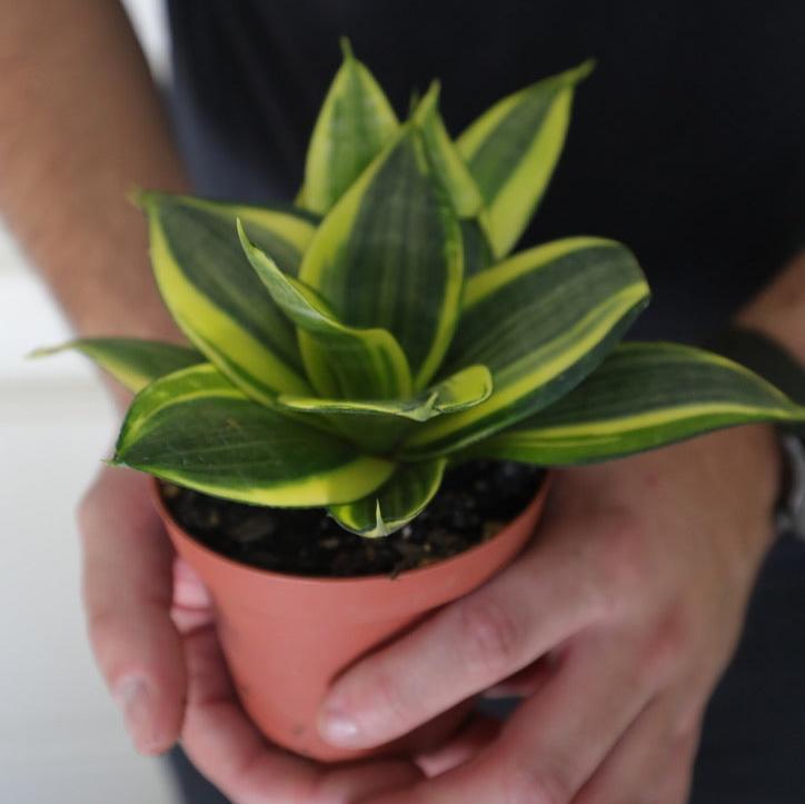 Rare Sansevieria Golden Hanhii in 3” pot - Mini Snake Plant- Live Houseplant - Air Purifying Plant - Easy Care Plant - US seller