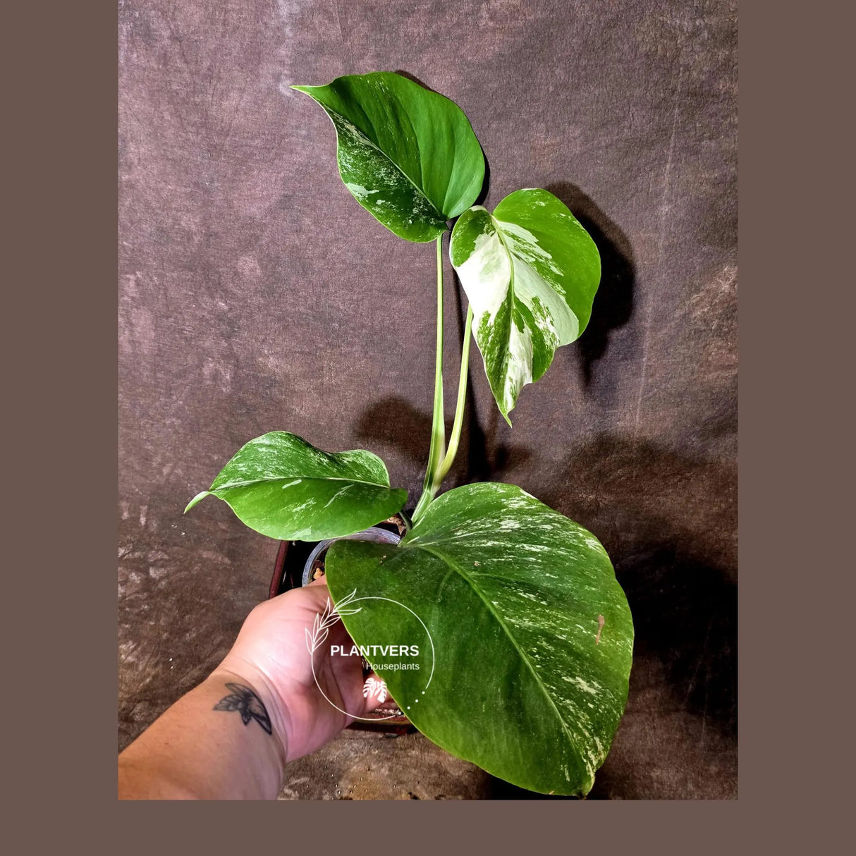 Variegated Monstera Albo - Rare White Monstera Borsigiana (6-5-23)