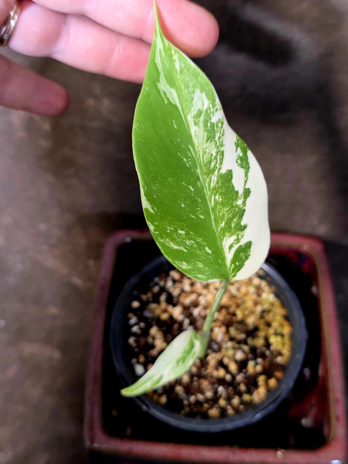 Variegated Monstera Albo - White Monstera Borsigiana Baby Leaf - (June-9-01)