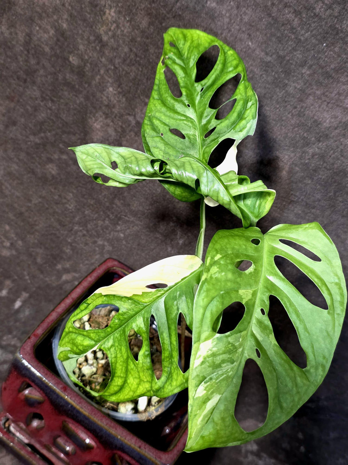 Variegated Monstera Adansonii Albo - Rare Exact Plant - (June-21-60)