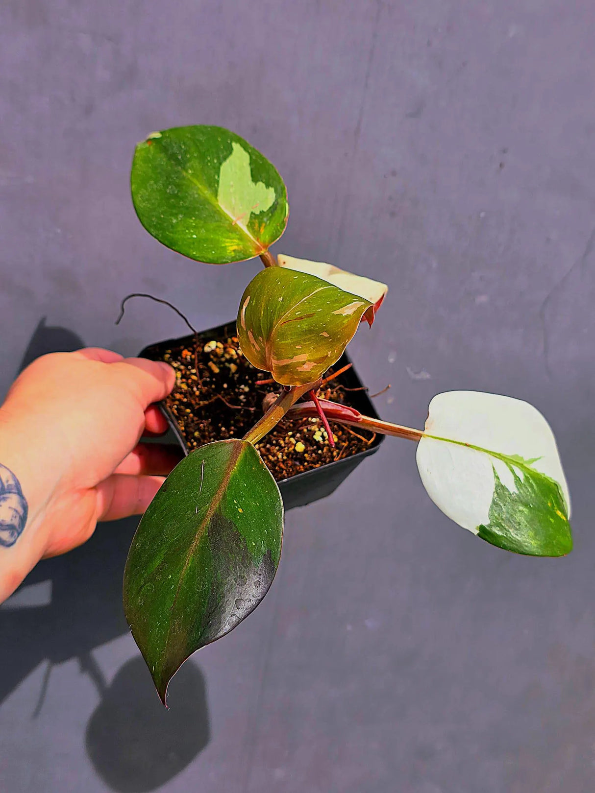 Variegated Philodendron Red Anderson - Exact Same Plant - (May-21-42)