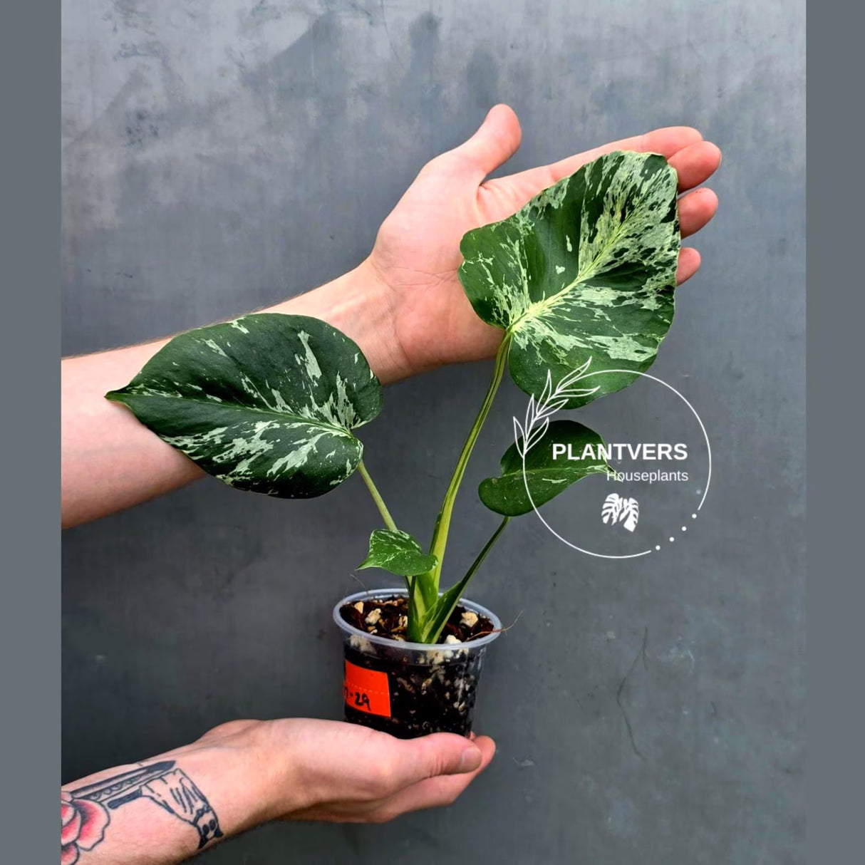 Rare Monstera Bulbasaur Variegated Plant - Mint Variegation - Exact Plant (June-17-29)