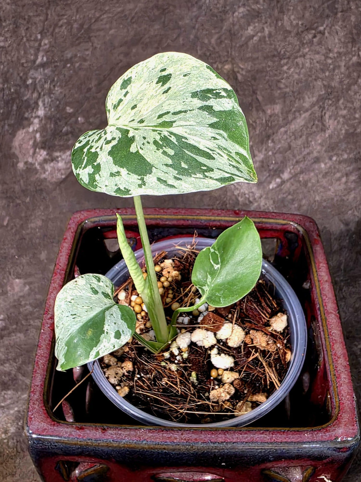 Super Rare Monstera Bulbasaur Variegated Live Plant - Exotic Collector Mint - (July-10-09)