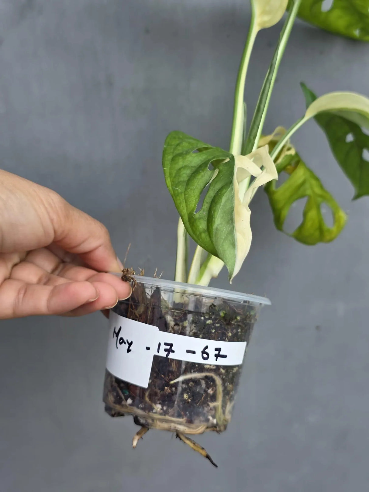 Variegated Monstera Adansonii Albo - Swiss Cheese Exact Plant- (May-17-67)